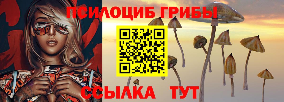 Псилоцибиновые грибы Psilocybe Черняховск